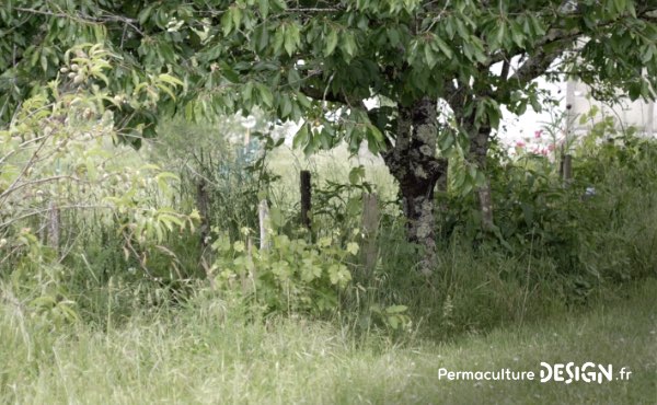 Un ancien potager traditionnel transformé en foret jardin en permaculture grâce aux guildes autour des arbres fruitiers.
