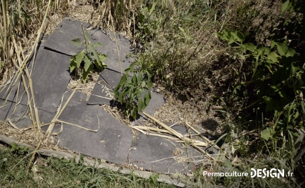 Romain témoigne de sa façon de faire de la permaculture en famille, avec et pour les enfants sur son terrain d’un hectare en Charente Limousine qu’il a notamment aménagé avec un système de baissières et de haies biodiversifiées.