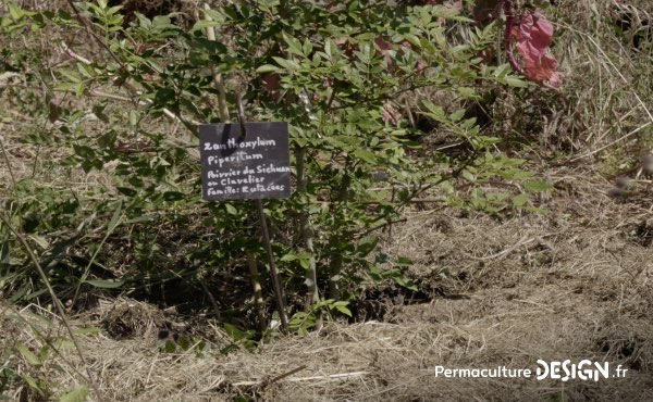 Romain témoigne de sa façon de faire de la permaculture en famille, avec et pour les enfants sur son terrain d’un hectare en Charente Limousine qu’il a notamment aménagé avec un système de baissières et de haies biodiversifiées.