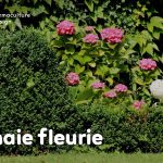 Découvrez comment composer une haie fleurie pour des floraisons toute l’année, avec des exemples d’arbustes de haie fleurie persistants et caducs, selon vos besoins et envies !