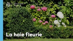 Découvrez comment composer une haie fleurie pour des floraisons toute l’année, avec des exemples d’arbustes de haie fleurie persistants et caducs, selon vos besoins et envies !