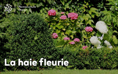 La haie fleurie au jardin