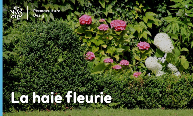 La haie fleurie au jardin