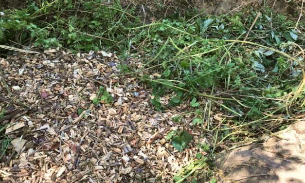 Le BRF (Bois Raméal Fragmenté) en paillage de A à Z.