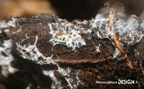 Filaments de mycélium qui forment la partie végétative des champignons et constituent des réseaux parfois très étendus à quelques cm sous la surface du sol dans lesquels circulent eau et nutriments divers.