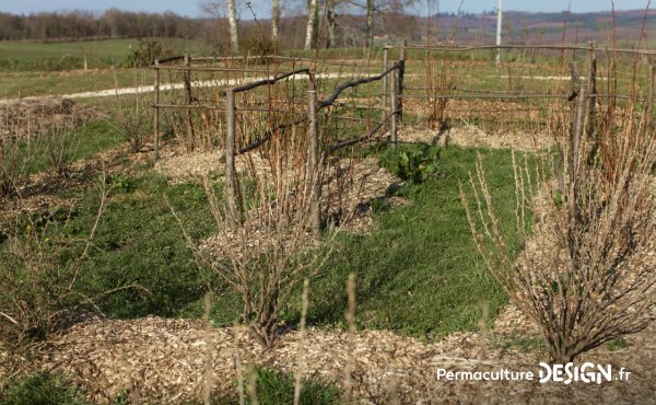 Petits arbustes fruitiers (groseilliers, cassissiers, framboisiers…) paillés généreusement au BRF.