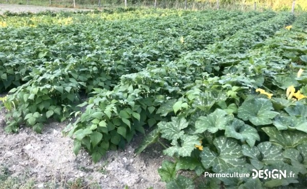 Le maraîchage à vocation commerciale permet de relocaliser la production alimentaire des habitants de l’écovillage et de valoriser ses productions notamment en monnaie locale.