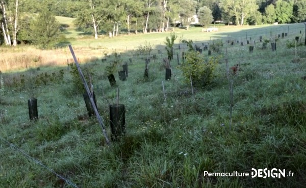 Initié fin 2016, le projet de forêt comestible a une vocation vivrière au sein de l’écovillage et peut-être, à termes, une vocation commerciale pour une valorisation sur le territoire comme pour le maraîchage.