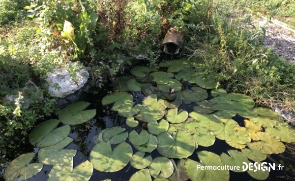 La mare, petit écosystème à la biodiversité étonnante illustre bien combien la nature est généreuse et résiliente : lui faire confiance en s’appuyant en plus sur les outils de design en permaculture, c’est s’épargner beaucoup de stress et de déceptions.