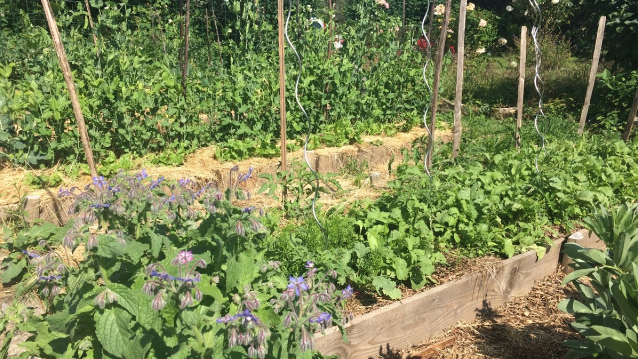 Basilic :: Plantes sauvages, botanique, jardin et potager