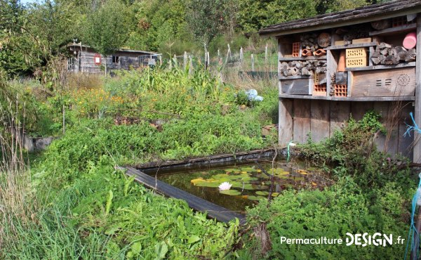 Exemple d’éléments fortement attracteurs de biodiversité au jardin : un hôtel à insectes surplombant un petit bassin entouré de plantes sauvages en plein cœur du potager en permaculture de la ferme expérimentale de la Goursaline.