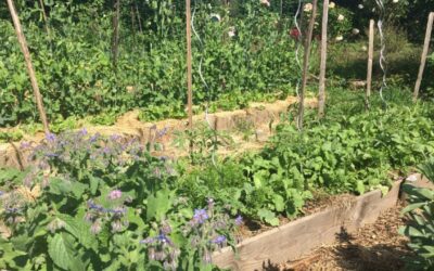 La permaculture au jardin potager : le guide complet