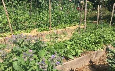 La permaculture au jardin potager : le guide complet