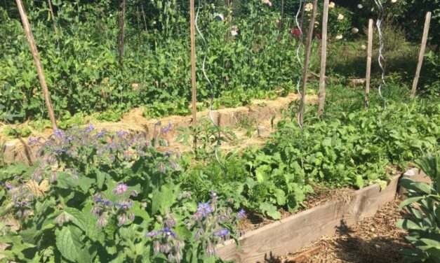 La permaculture au jardin potager : le guide complet