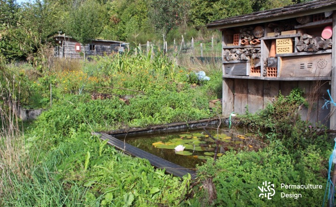 Exemple d’éléments fortement attracteurs de biodiversité au jardin : un hôtel à insectes surplombant un petit bassin entouré de plantes sauvages en plein cœur du potager en permaculture de la ferme expérimentale de la Goursaline.