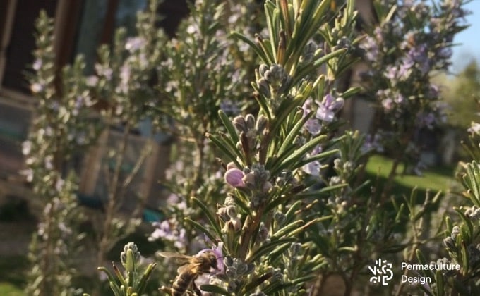 Abeille domestique butinant une fleur de romarin. Fleurissant dès janvier/février et jusqu’au mois d’avril, le romarin offre une nourriture plus que bienvenue à tous les pollinisateurs en cette période de « disette ».