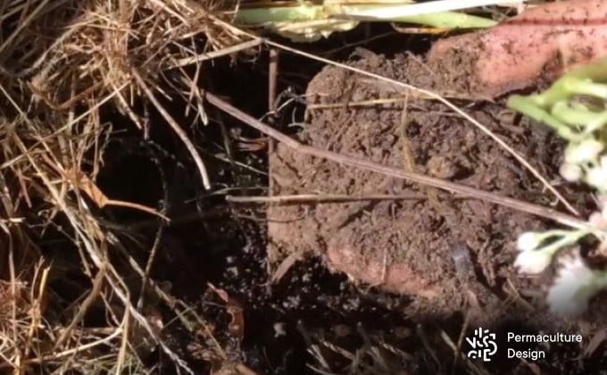 Avoir un sol vivant est indispensable pour un potager en permaculture résilient et productif ! Observez votre sol, apprenez à le connaître, nourrissez-le, protégez-le, chérissez-le car c’est sur lui que tout repose ;) !