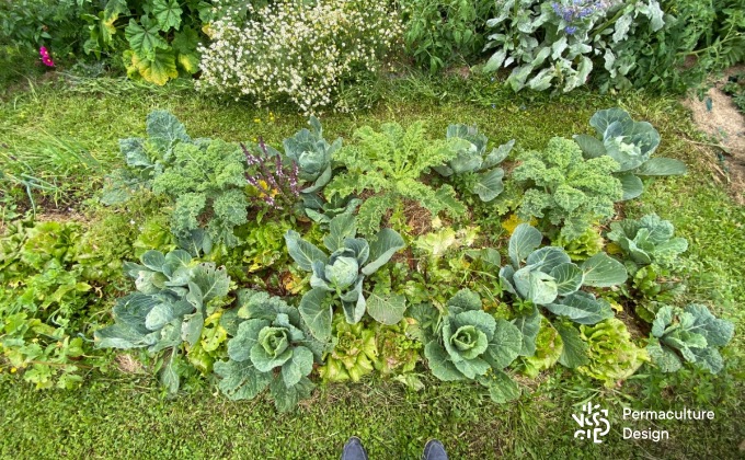 Exemple, chez Benjamin, d’une petite zone cultivée intensément avec tout l’espace occupé par des légumes et plantes aromatiques diverses. Illustration extraite de la formation en ligne « le potager Perma+ ».