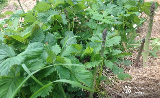 Légume vivace excellent, l’asperge a toute sa place dans un potager en permaculture. Ici en association avec des fraisiers en couvre-sol avec lesquels elles s’entendent très bien depuis plus de 4 ans chez Magalie, en Limousin.