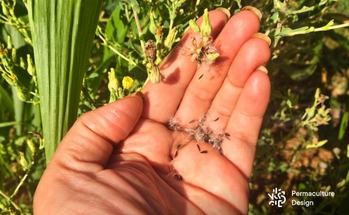 Produire ses propres graines dans son jardin en permaculture est à la fois ludique, réjouissant, gratifiant et libérateur, on adore ! Ici des graines de laitues variété feuille de chêne blonde arrivées à maturité !