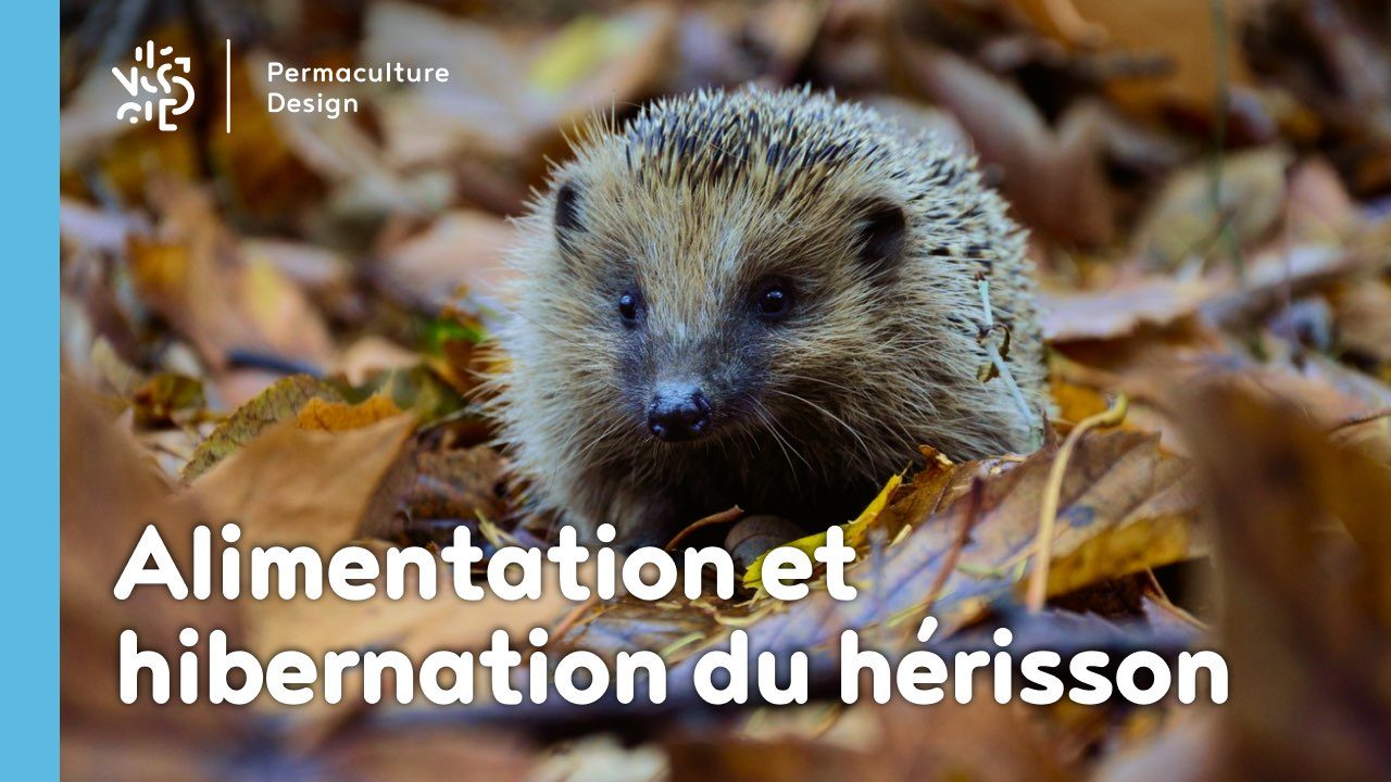 Que mange un hérisson et où dort-il ? Nourriture, abri, hibernation, habitat…