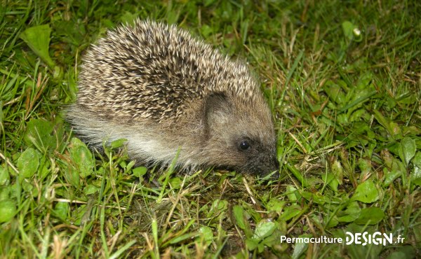 Découvrez ce que mange un hérisson, sa nourriture favorite mais aussi ses besoins en terme d’abri, son hibernation…