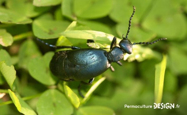 Découvrez ce que mange un hérisson, sa nourriture favorite mais aussi ses besoins en terme d’abri, son hibernation…