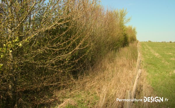 Découvrez ce que mange un hérisson, sa nourriture favorite mais aussi ses besoins en terme d’abri, son hibernation…