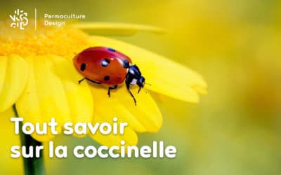Tout savoir sur la coccinelle : demoiselle, bête à  bon dieu, coccinelle européenne…
