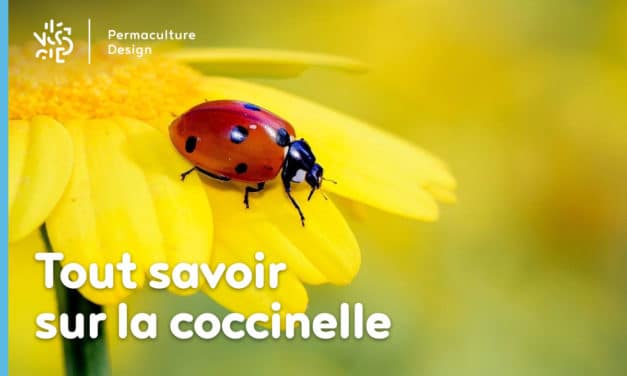 Tout savoir sur la coccinelle : demoiselle, bête à  bon dieu, coccinelle européenne…