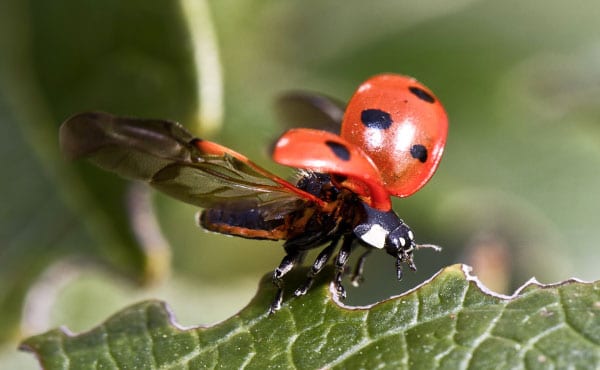 Coccinelle déployant ses ailes membraneuses pour prendre son envol