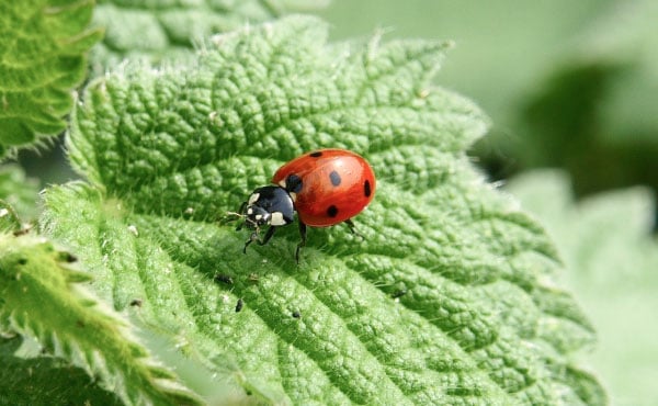 Coccinelle européenne à 7 points - Coccinella septempunctata - sur une feuille d’ortie