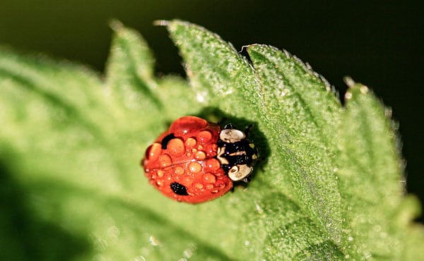 Coccinelle européenne à 2 points - Adalia bipunctata - sur une feuille d’ortie