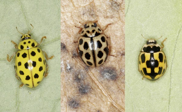 Exemples de coccinelles aux élytres jaunes avec, de gauche à droite : Psyllobora vigintiduopunctata, Tytthaspis sedecimpunctata et Propylea quatuordecimpunctata aussi appelée coccinelle à damier - photos : Christoph Benisch - kerbtier.de