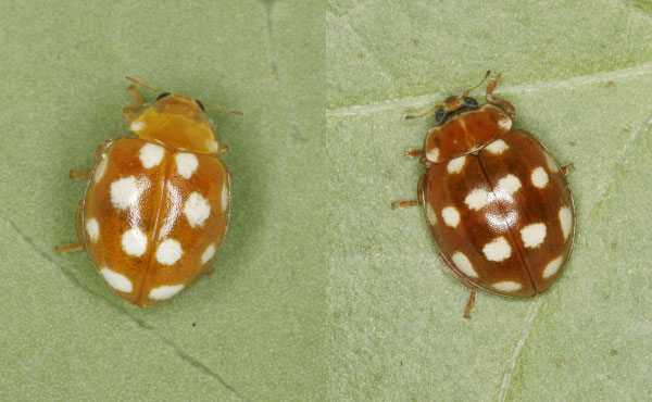 Exemples de coccinelles aux élytres oranges avec, à gauche, Vibidia duodecimguttata et à droite Calvia quatuordecimguttata - photos : Christoph Benisch - kerbtier.de