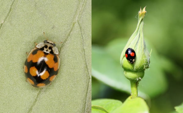 Exemples de coccinelles aux élytres noires avec, à gauche, Adalia decempunctata - photo : Christoph Benisch - kerbtier.de et à droite Harmonia axyridis aussi nommée coccinelle asiatique pouvant avoir des couleurs et points très variables !