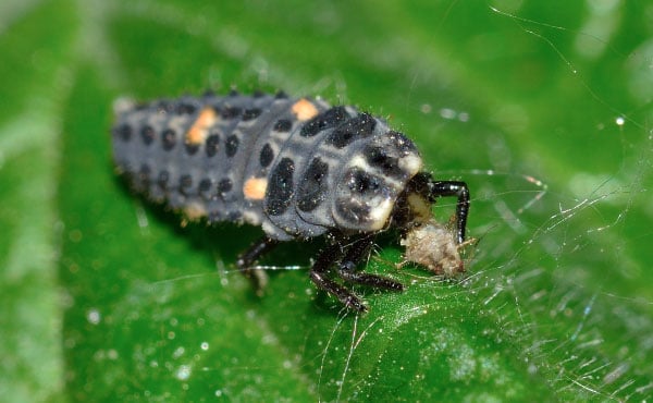 Larve de coccinelle mangeant un puceron.