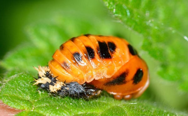 Nymphe de coccinelle, dernière étape avant le stade adulte !