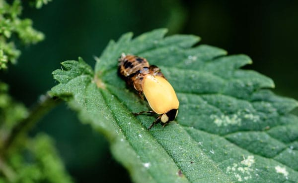 Coccinelle adulte sortant tout juste de sa nymphe, elle n’a pas encore sa couleur définitive ni ses points qui apparaitront plus tard !