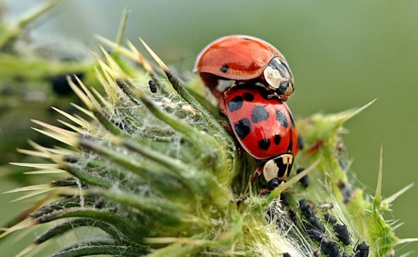 Accouplement en cours pour ces deux coccinelles.