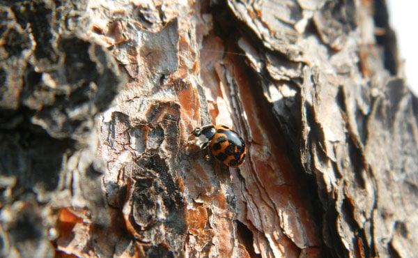 L’hiver, certaines coccinelles hivernent sous l’écorce des arbres