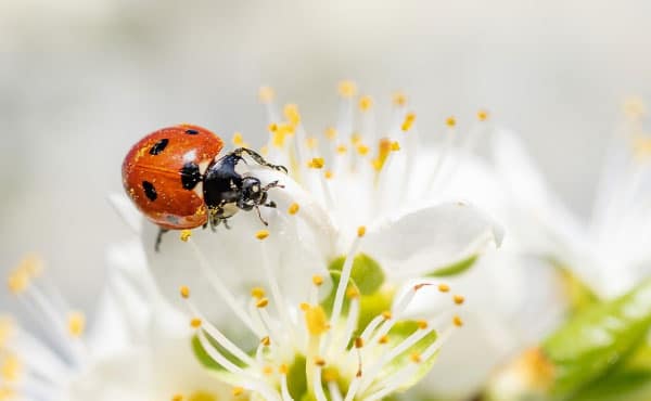 Précieuses auxiliaires du jardinier, les coccinelles contribuent aussi à la pollinisation du potager et du verger !