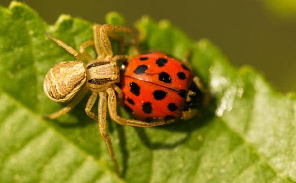 Araignée attaquant une coccinelle adulte.