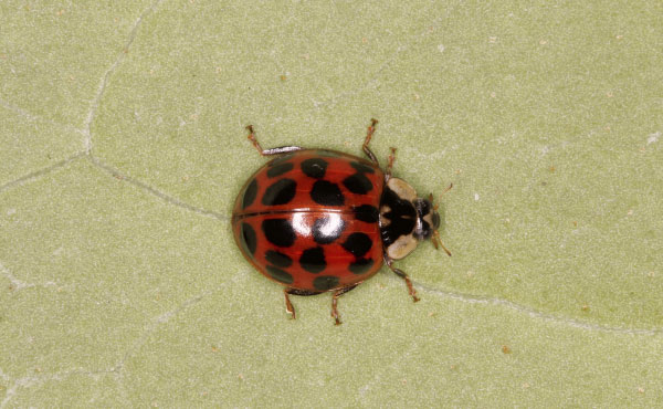 Exemple d’Harmonia axyridis ou coccinelle asiatique, une espèce aux multiples couleurs et nombre de points possible, rendant son identification difficile. - photo : Christoph Benisch - kerbtier.de