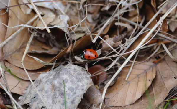 Coccinelle cherchant refuge pour l’hiver dans un tas de feuilles mortes.