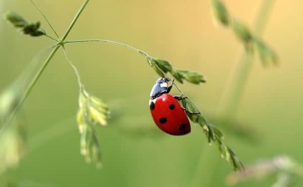 Observer les coccinelles au jardin : un vrai plaisir simple, à partager en famille !