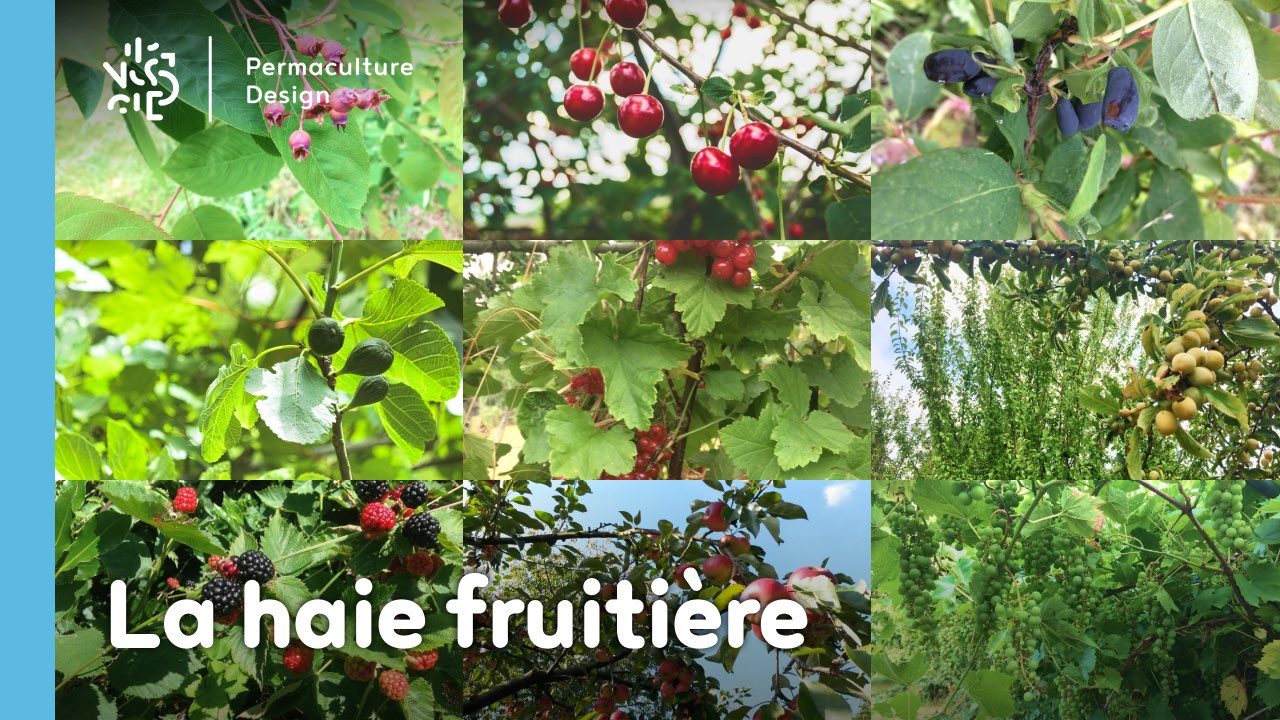 La haie fruitière comestible en permaculture