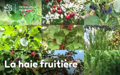 La haie fruitière comestible en permaculture