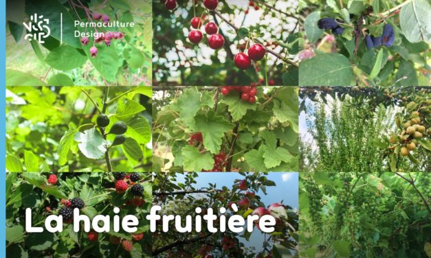 La haie fruitière comestible en permaculture