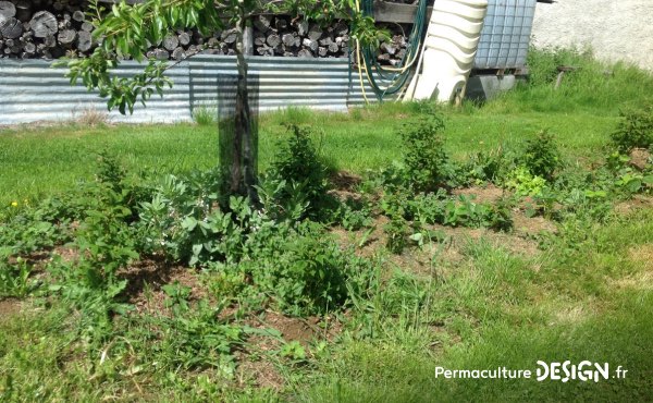 Démarrage d’une haie fruitière entre un poirier et un prunier avec la plantation de framboisiers, caseilliers, fraisiers mais aussi, en attendant que les petits fruits prennent leur place, des légumes comme des fèves (fixatrices d’azote) et des laitues. Certaines plantes sauvages ont aussi été conservées pour leur comestibilité et utilités (pissenlit, lamier, chénopode…)